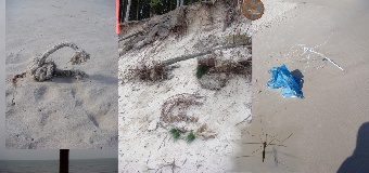 Suka na plaży